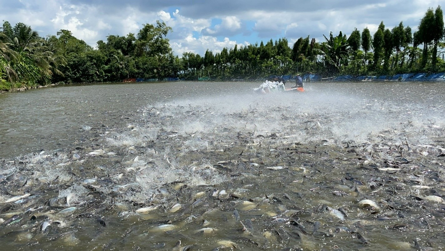  Tìm hiểu hiện trạng xử lý nước ao nuôi cá phổ biến ngày nay